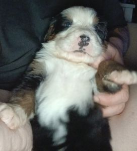 Bernese Mountain Puppy