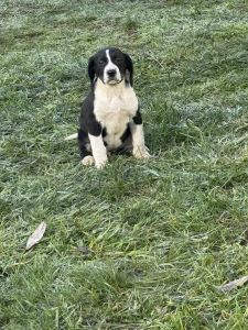 Bernese maintain dog and GSP MIX