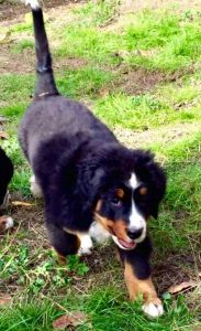 Lovely Bernese Mountain Dogs