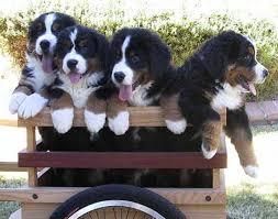 bernese mountain dog puppies for sale