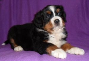 buster male bernese