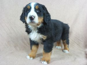 Joy Purebred Bernese Mountain Dog