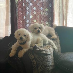 2 brothers looking for a new home
