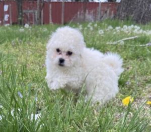 Bichon Frise puppies