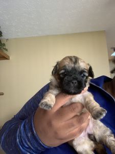 Shichon Puppies for sale