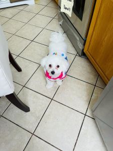 Bichon frise 1 yr old