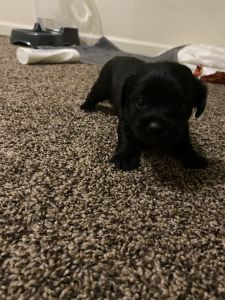 Cute pups so lovely and adorable can’t wait to get them in good homes