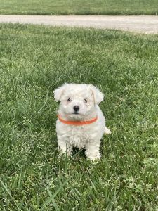 Bichon Frise puppies for sale