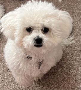 Bichon Frise for Sale