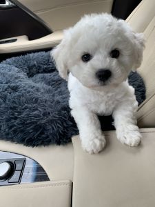 Toy Size Bichon Puppies