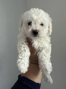 Bichon Frise puppies