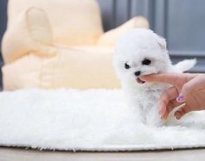 purebred Bichon Frise Puppies for Sale.