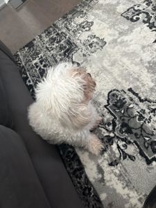 4 year old Bichon Frise