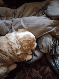 Female puppy 7 weeks old bichon frise and Maltese