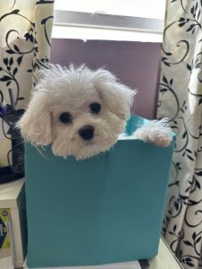 Lap dog, sweet girl, Bichon Frise