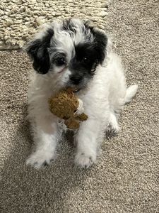 Teddy Bear Puppies for sale