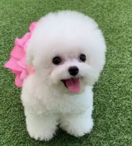 Lovely Bichon Frise