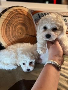 Perfect cheerful Bichon Frise puppies