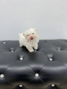 Cute Baby T-Cup Maltese Puppies