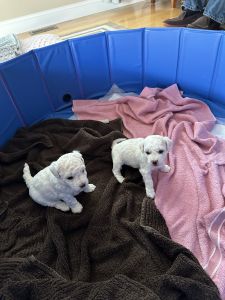 Female bichon puppy