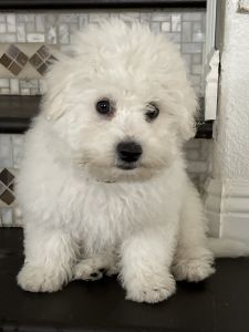Bichon male puppy for sale