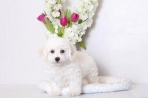 Adorable Bichon Frisé puppies for sale