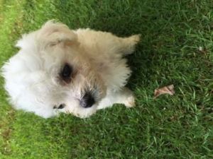 Bichon Frise Puppies