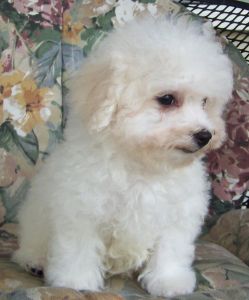 Excellent Bichon Frise Puppies