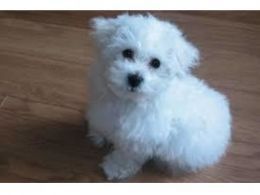 Kc Registered Bichon Frise puppies