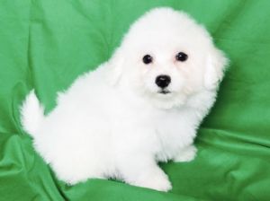 Lovely Bichon Frise Puppies for sale