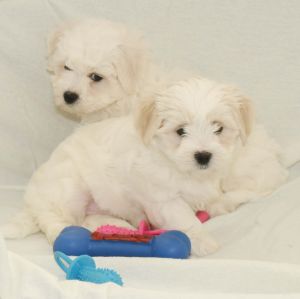 Cute Bichon Frise puppies