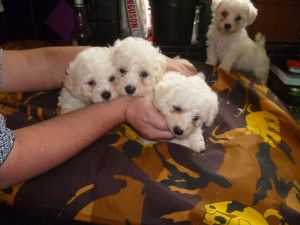 Bichon Frise puppies