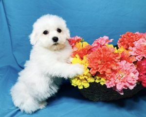 Affectionate Bichon Frise Puppies For Sale.
