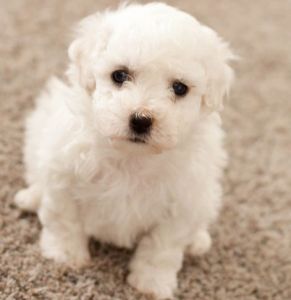 Adorable Little ACA Registered Bichon Frise