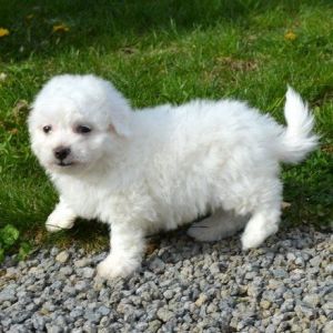 Top Family Raised Bichon Frise Puppies.