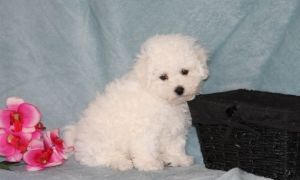 Bichon Frise Dog/ Free to a good home