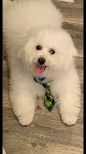 Bichon frise for sale