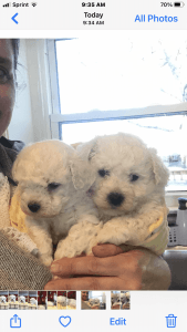 Adorable Bichon Frise puppies