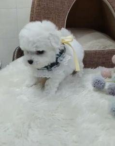 Mini bichon for sale