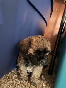 Havabear puppies 4 weeks