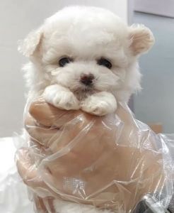 mini bichon for sale
