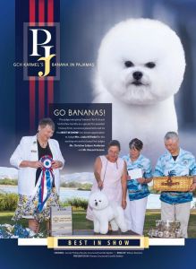 Bichon Frisé puppies AKC