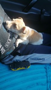 Small puppies for sale