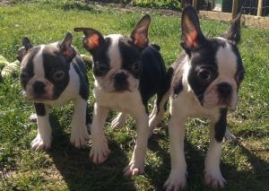 Boston Terrier Puppies