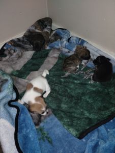 Rehoming to good home