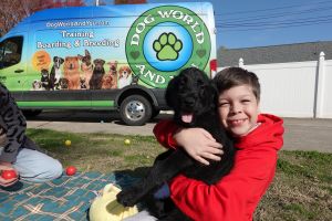 Ravena Black Russian Terrier x Rottweiler