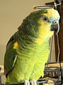 Amazon Parrot