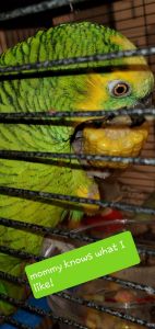 Amazon parrot