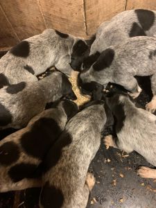 BLUETICK puppies