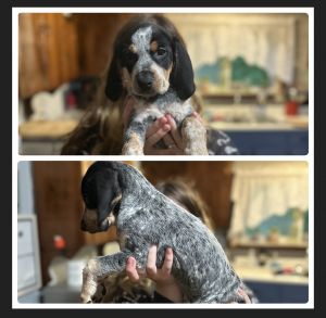 Tree Walker Bluetick Coonhound puppies